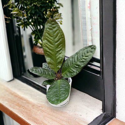 Anthurium Superbum 'Bird's Nest' by Bumble Plants