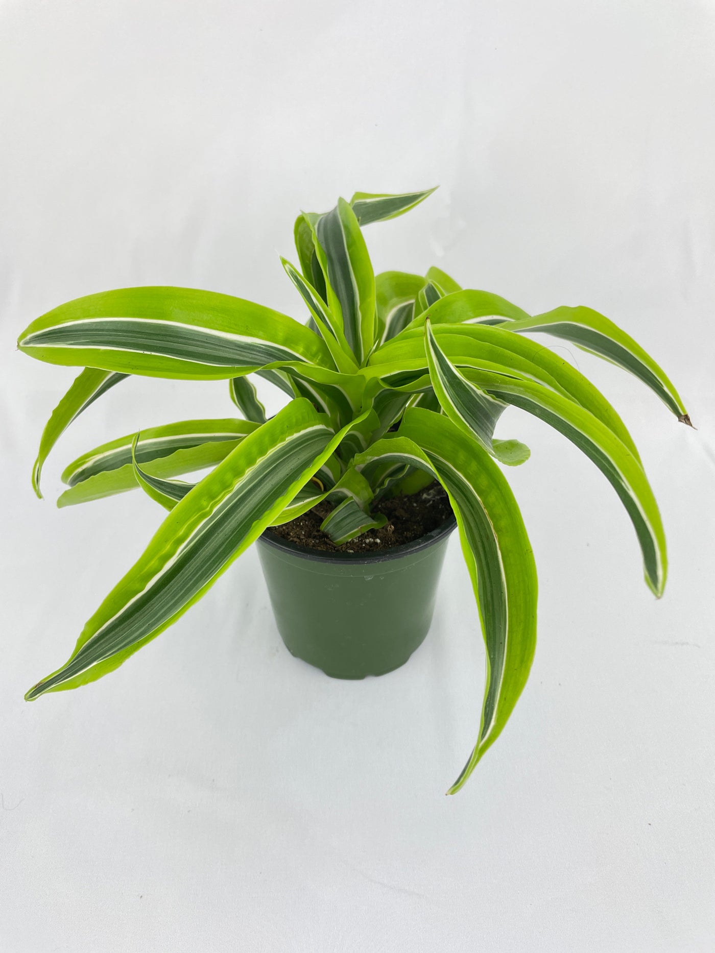 Dracaena Lemon Lime by Bumble Plants