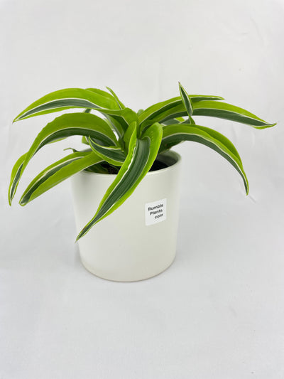 Dracaena Lemon Lime by Bumble Plants