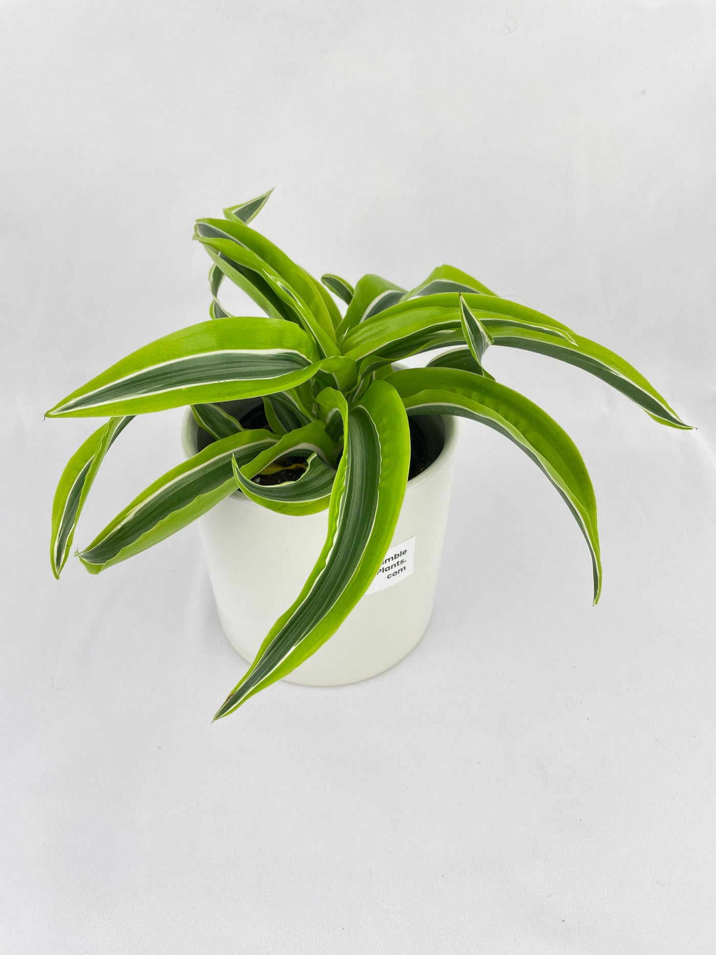 Dracaena Lemon Lime by Bumble Plants