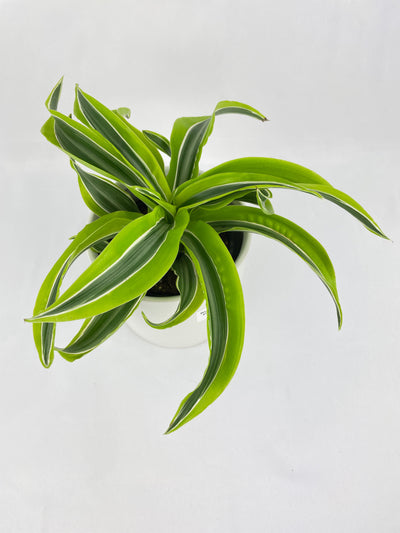 Dracaena Lemon Lime by Bumble Plants