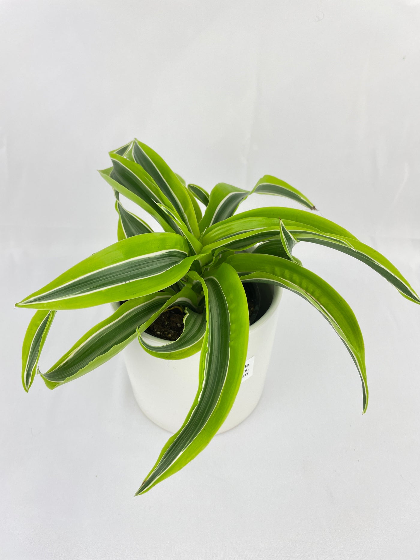 Dracaena Lemon Lime by Bumble Plants