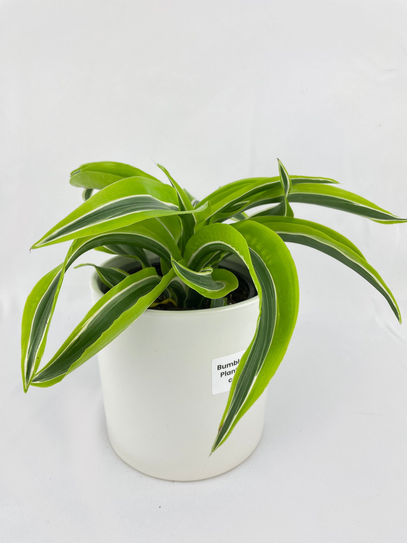 Dracaena Lemon Lime by Bumble Plants