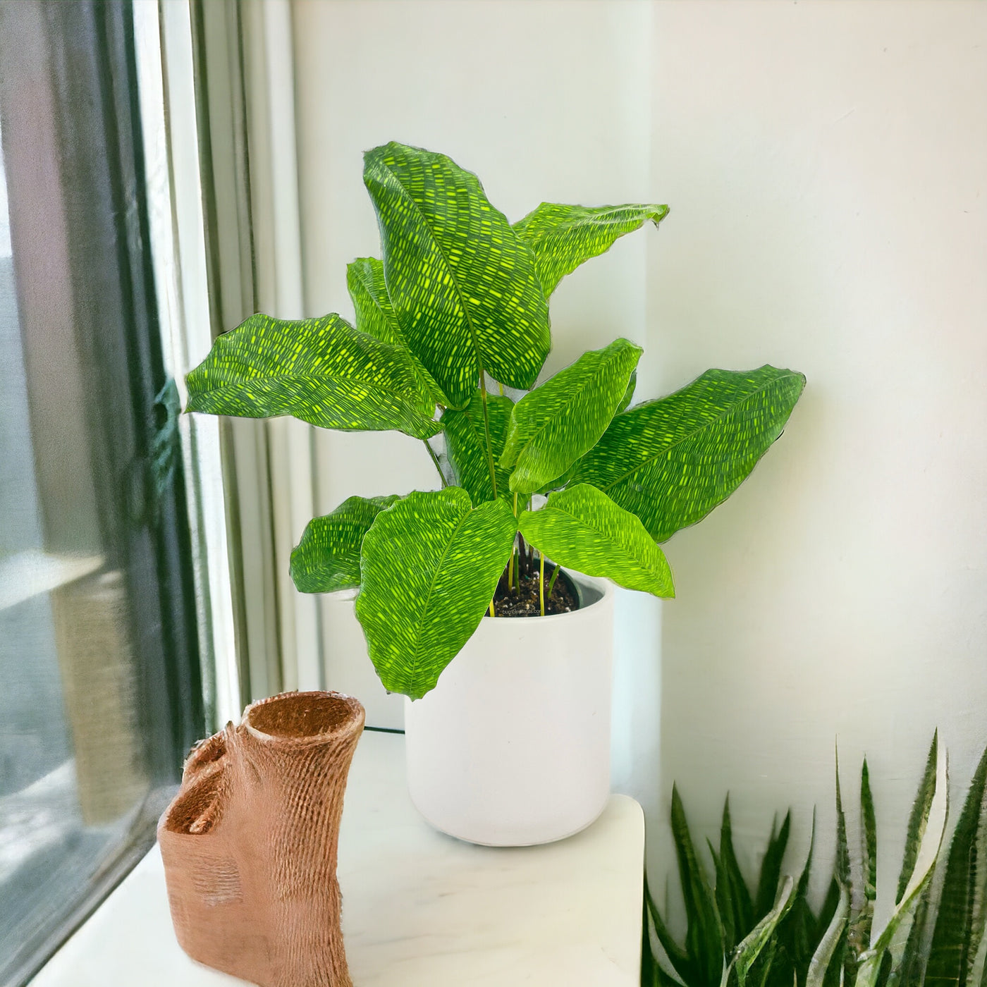 Calathea Musaica 'Goeppertia Kegeljanii' by Bumble Plants