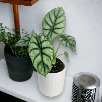 Alocasia Baginda 'Silver Dragon' by Bumble Plants