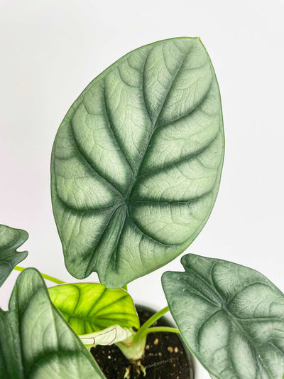 Alocasia Baginda 'Silver Dragon' by Bumble Plants