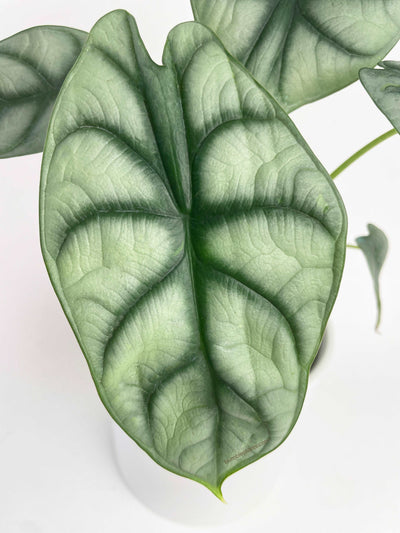 Alocasia Baginda 'Silver Dragon' by Bumble Plants