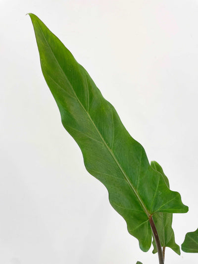 Alocasia Lauterbachiana Purple Sword by Bumble Plants