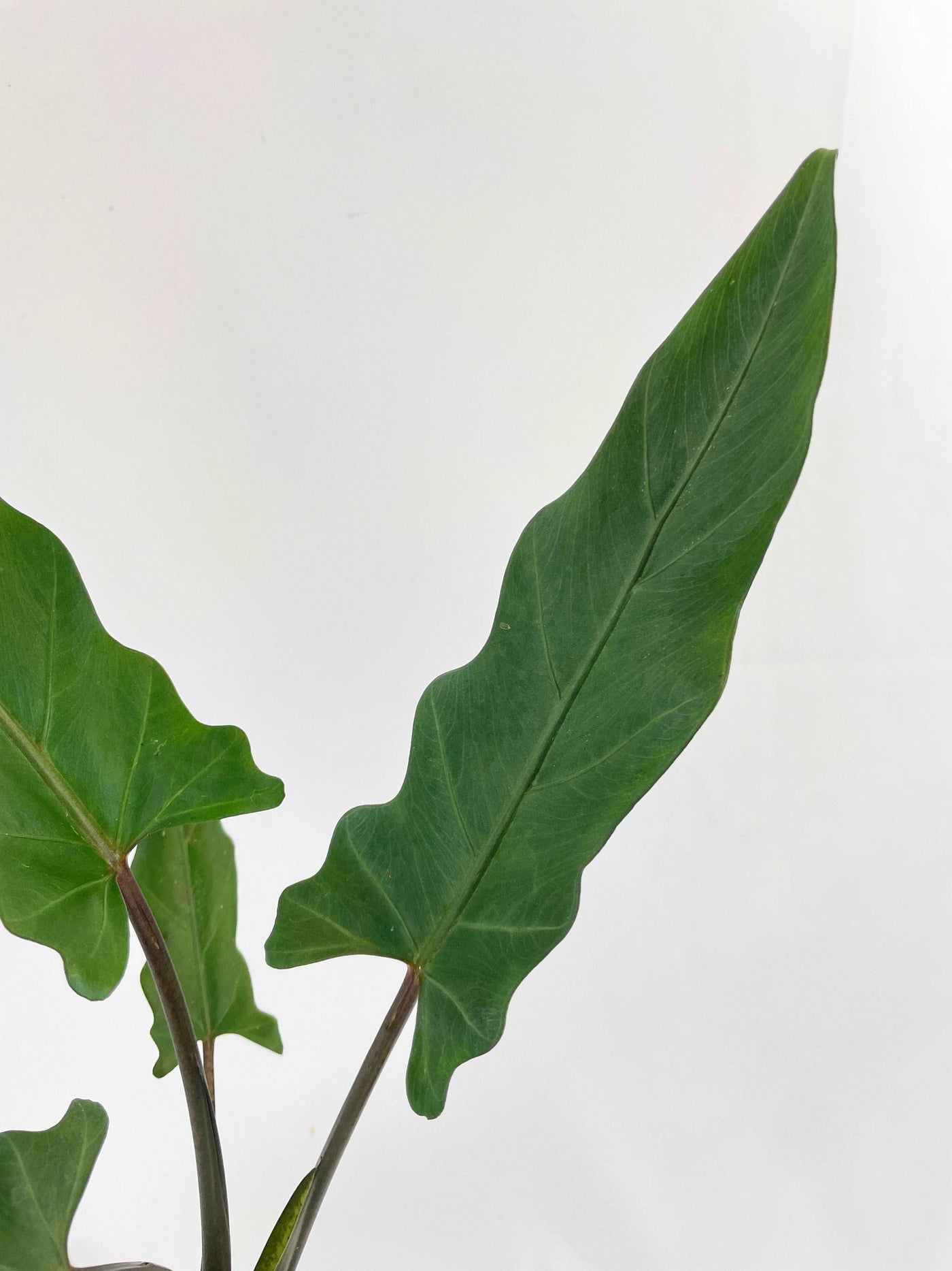 Alocasia Lauterbachiana Purple Sword by Bumble Plants