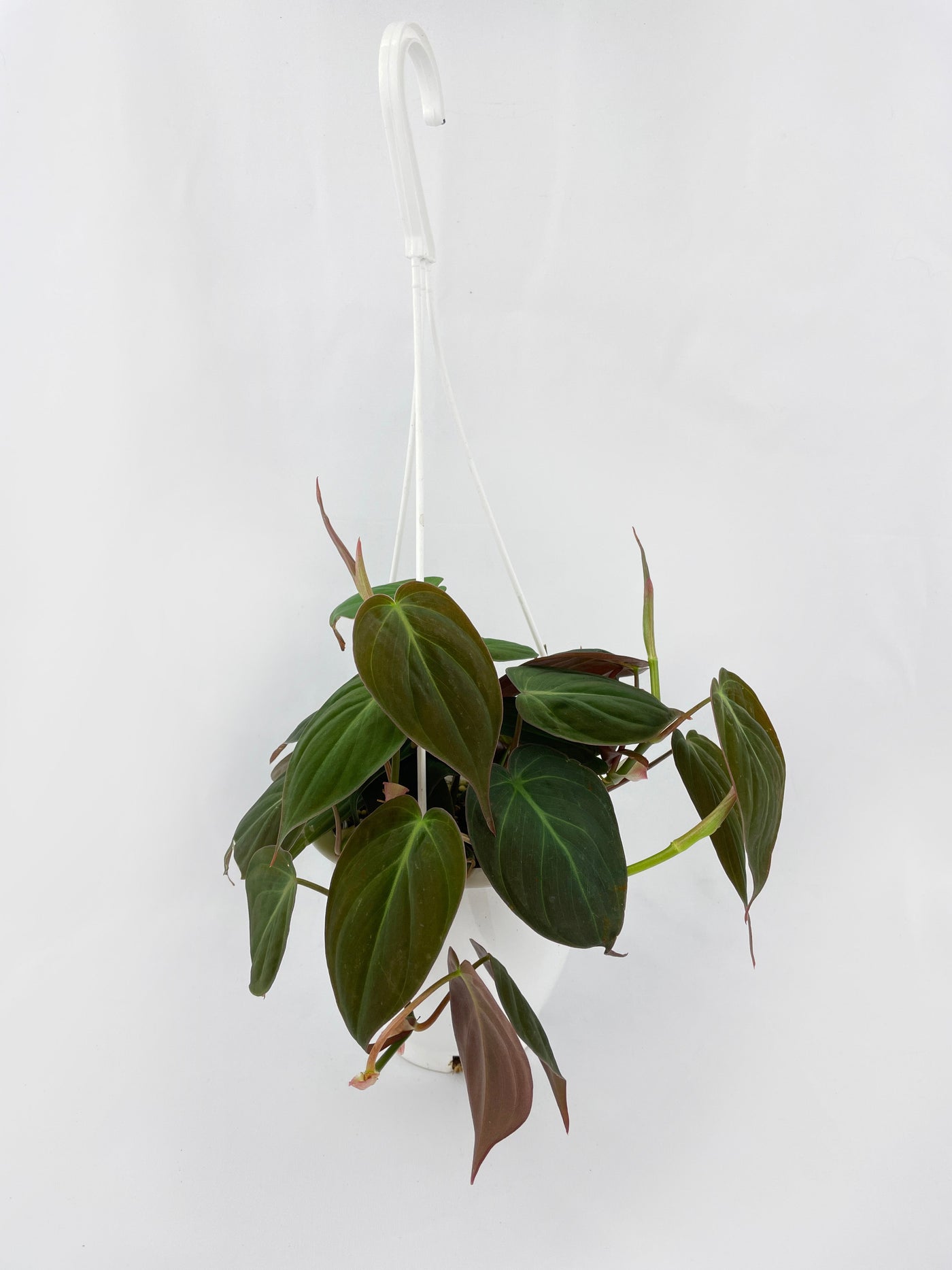 Philodendron Micans Velvet Leaves by Bumble Plants