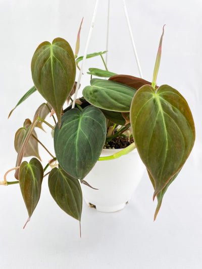 Philodendron Micans Velvet Leaves by Bumble Plants