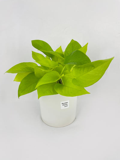 Neon Lemon Lime Pothos by Bumble Plants