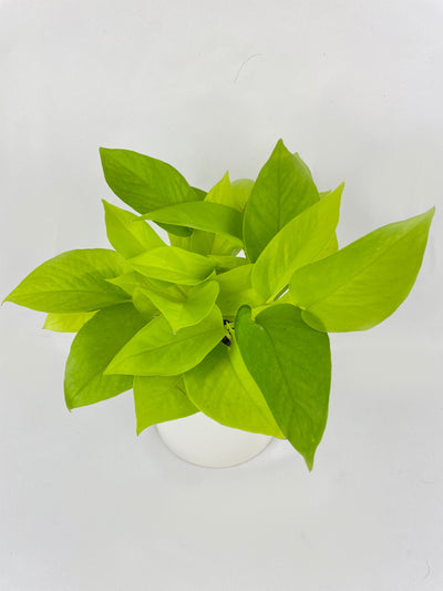 Neon Lemon Lime Pothos by Bumble Plants