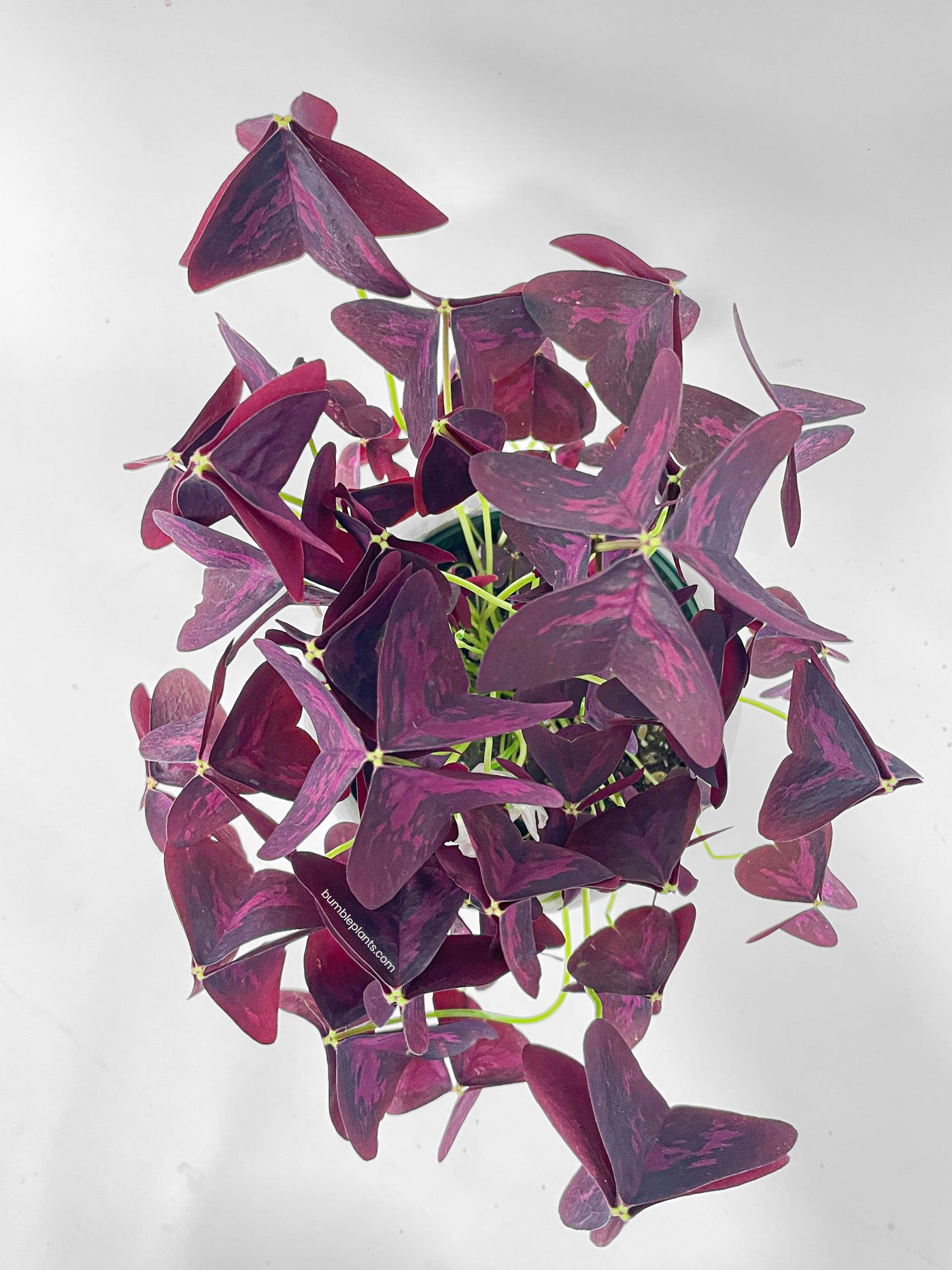 Oxalis Triangularis Purple False Shamrock by Bumble Plants