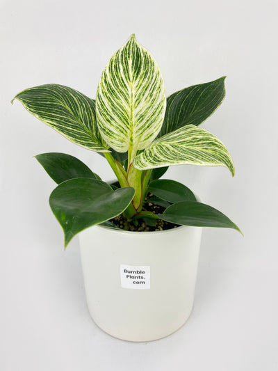 Philodendron Birkin Variegata by Bumble Plants