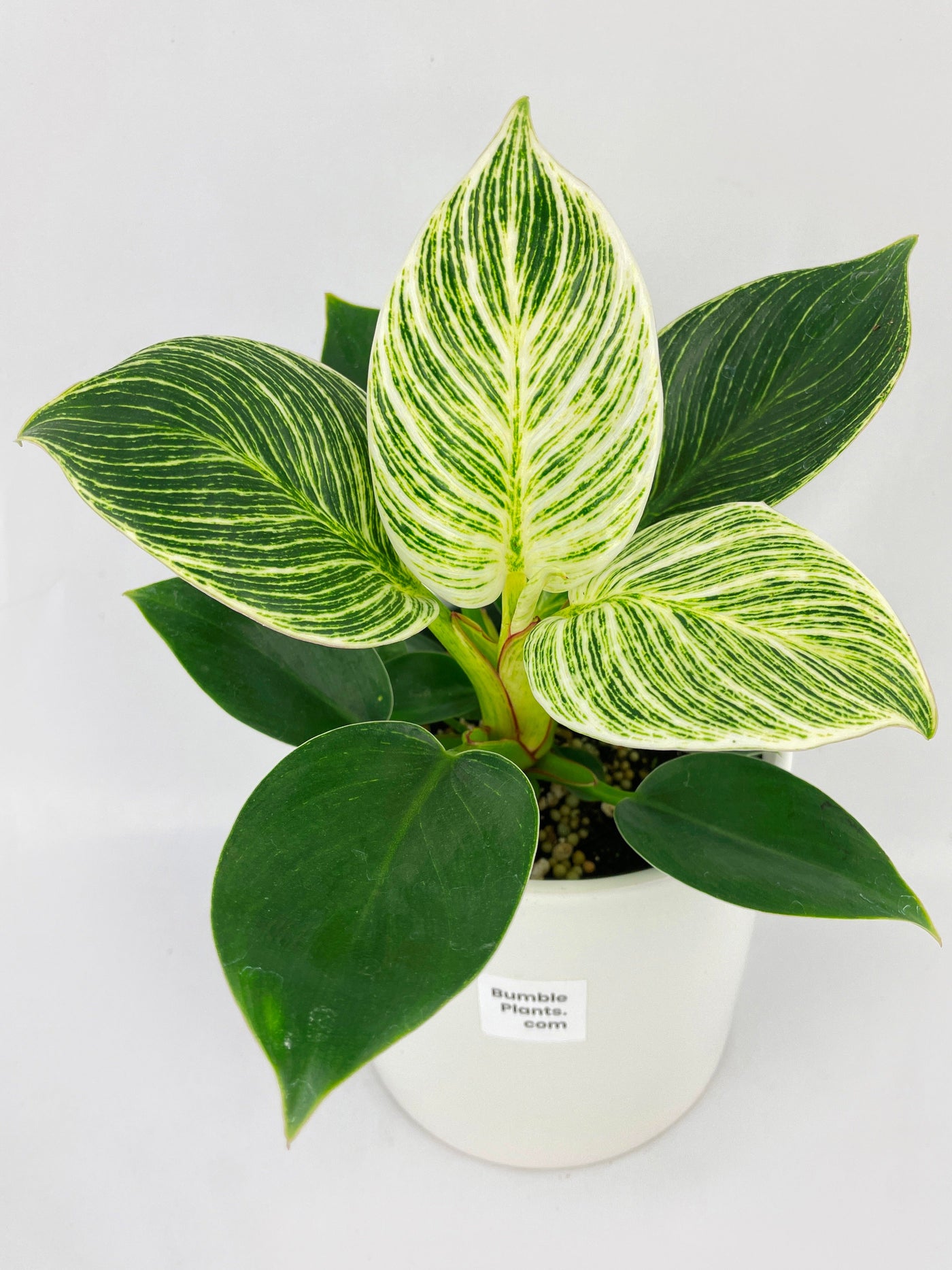 Philodendron Birkin Variegata by Bumble Plants