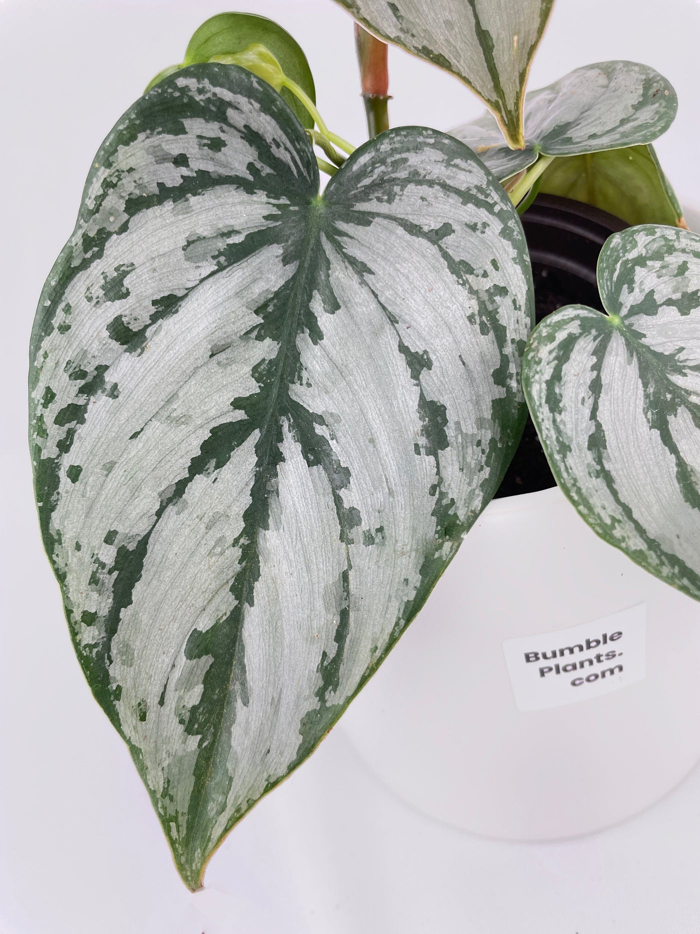 Philodendron Brandtianum Silver Leaf by Bumble Plants