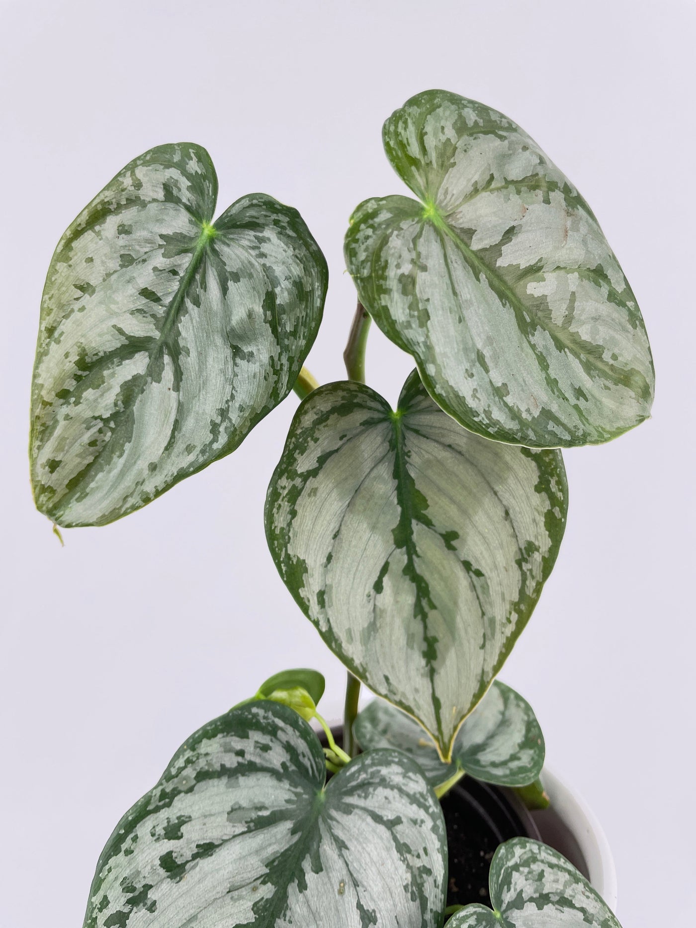 Philodendron Brandtianum Silver Leaf by Bumble Plants