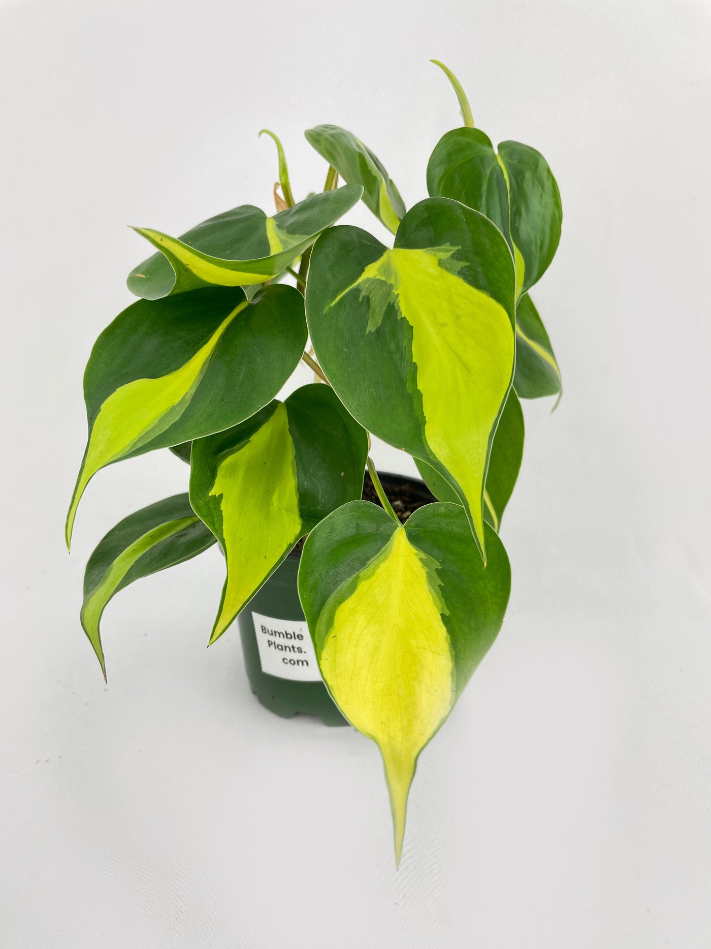 Philodendron Hederaceum Brasil by Bumble Plants