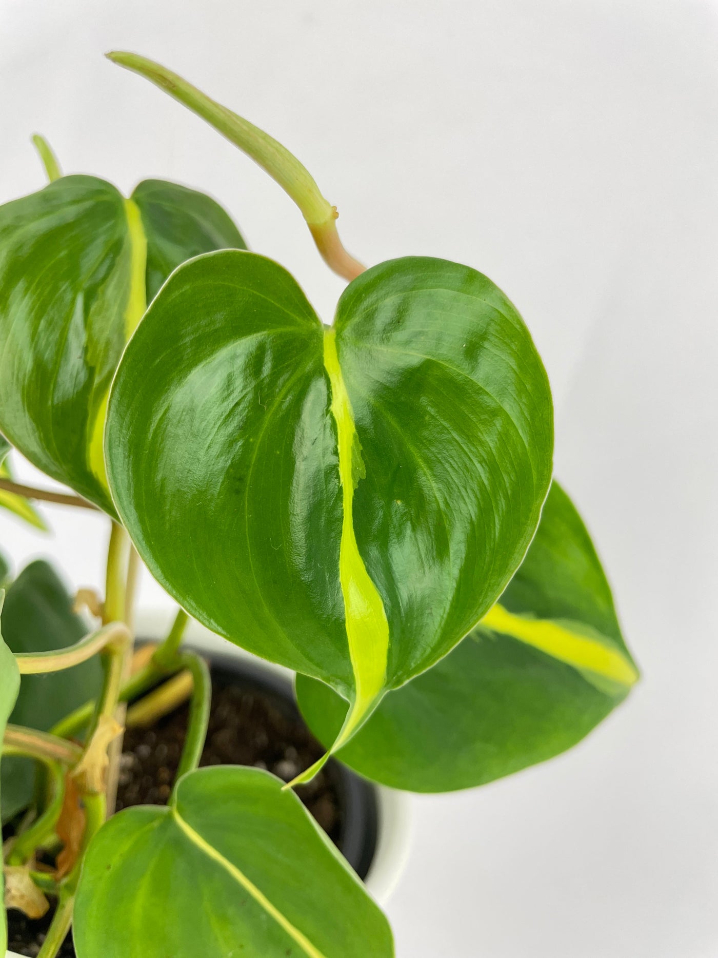 Philodendron Hederaceum Brasil by Bumble Plants