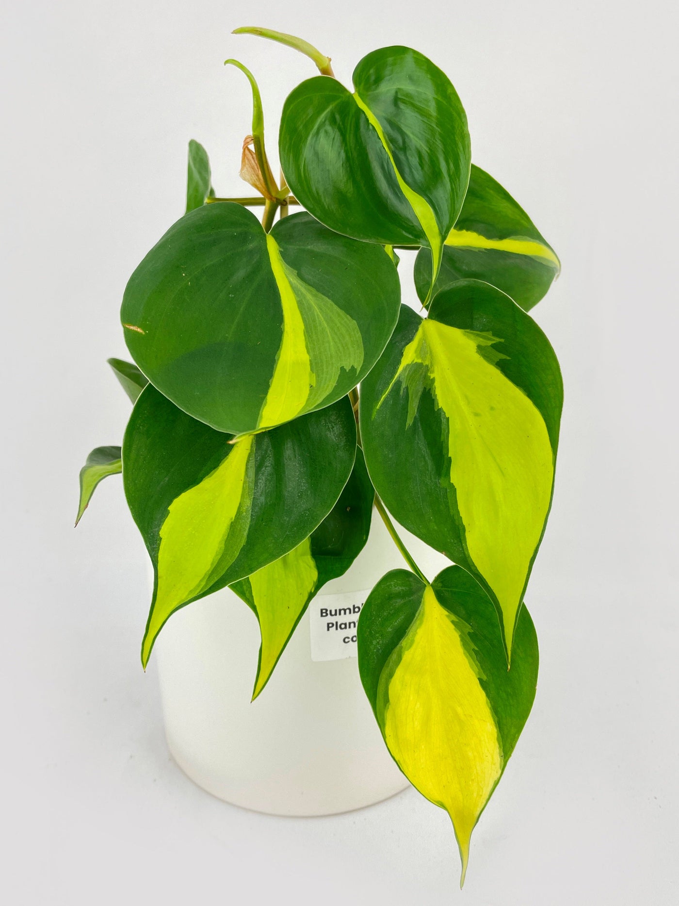 Philodendron Hederaceum Brasil by Bumble Plants