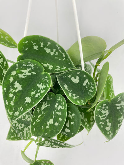 Scindapsus Pictus 'Argyraeus' Satin Pothos by Bumble Plants