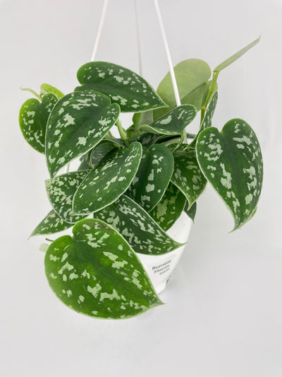 Scindapsus Pictus 'Argyraeus' Satin Pothos by Bumble Plants