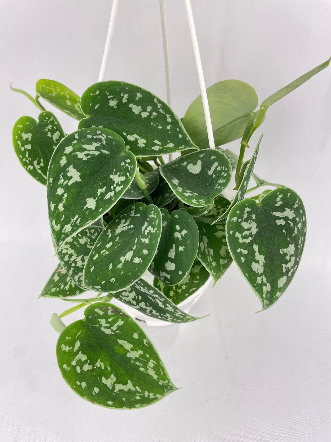 Scindapsus Pictus 'Argyraeus' Satin Pothos by Bumble Plants