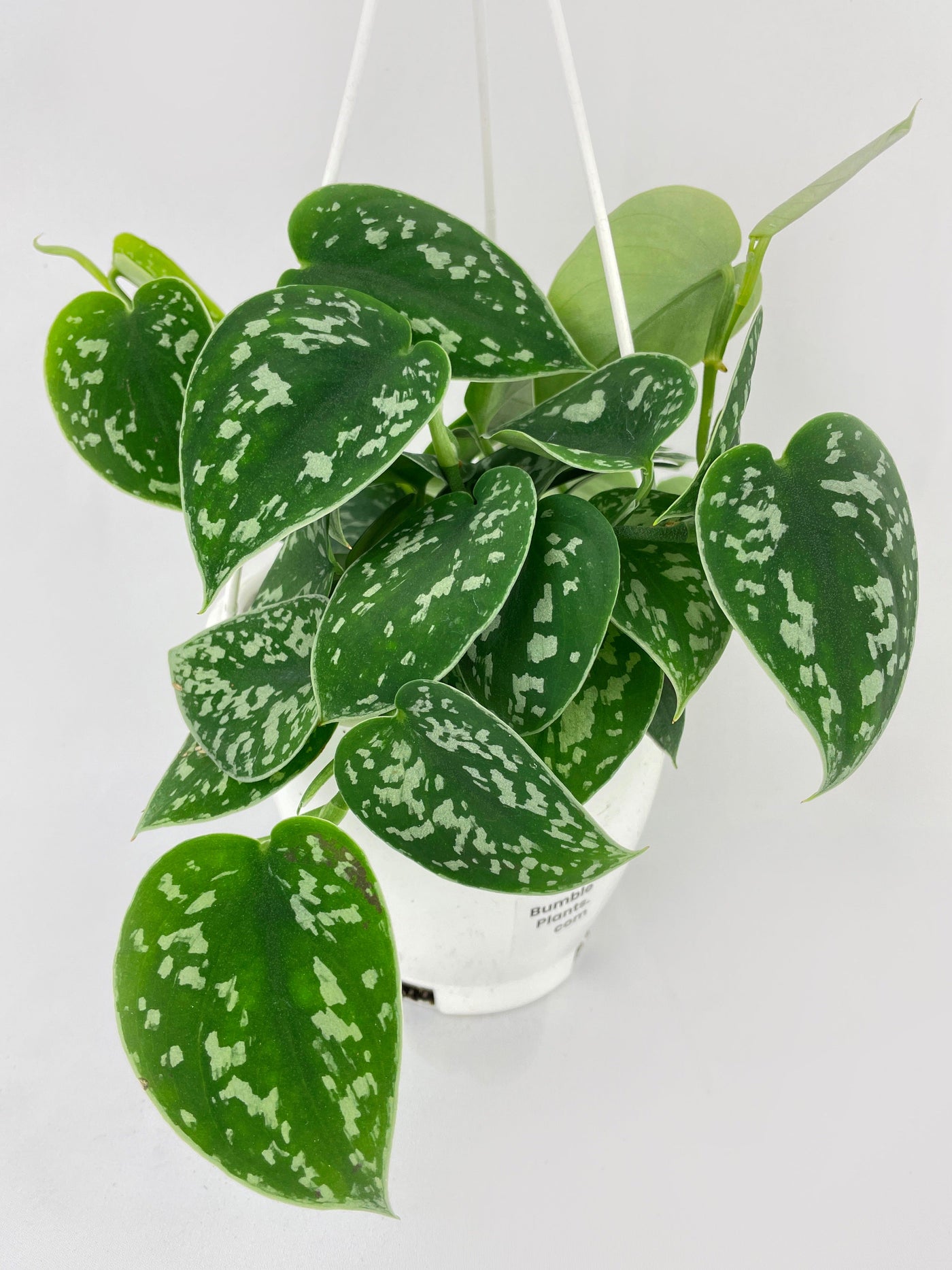 Scindapsus Pictus 'Argyraeus' Satin Pothos by Bumble Plants