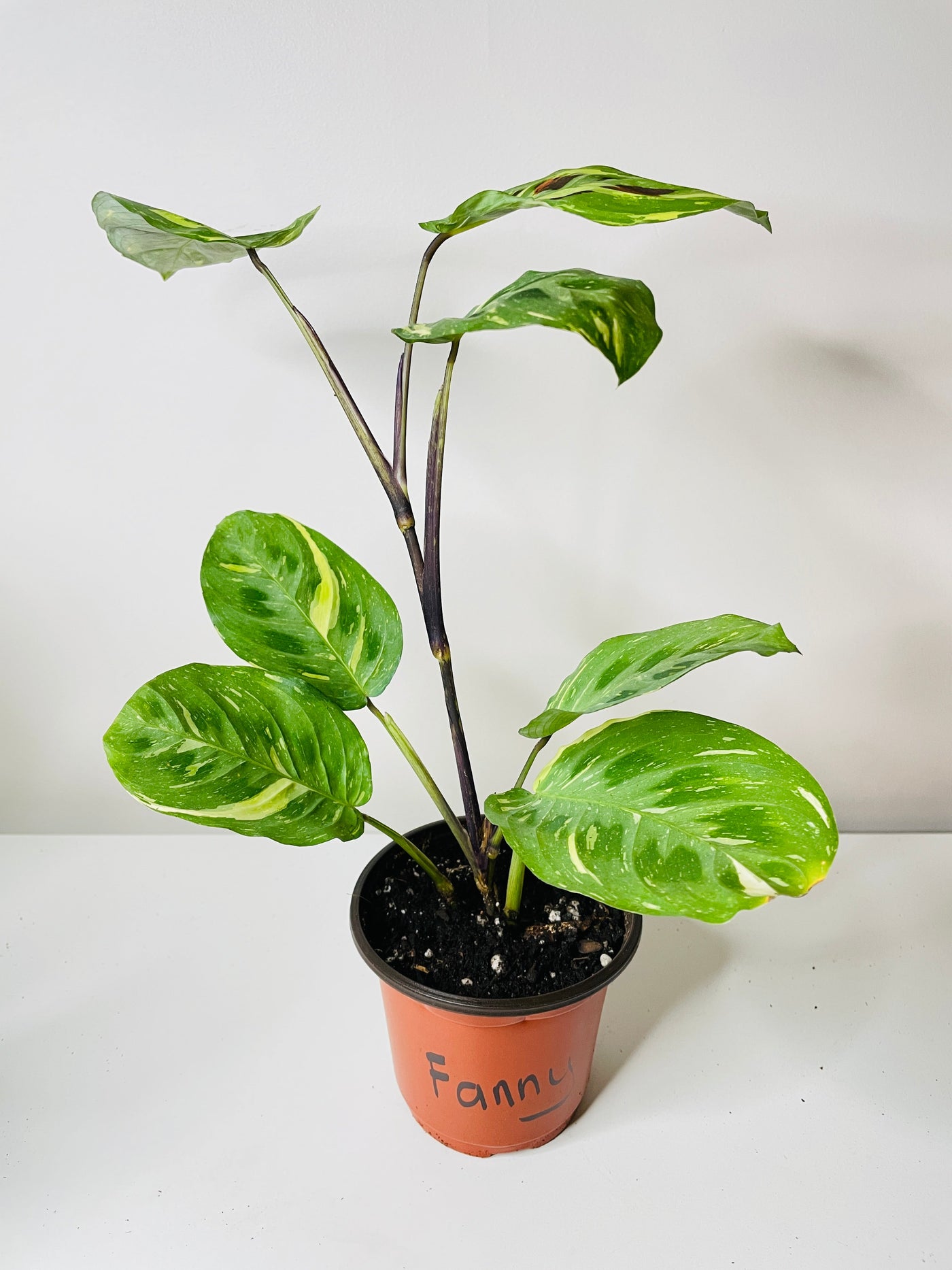 Variegated Maranta Leuconeura Kerchoveana by Bumble Plants