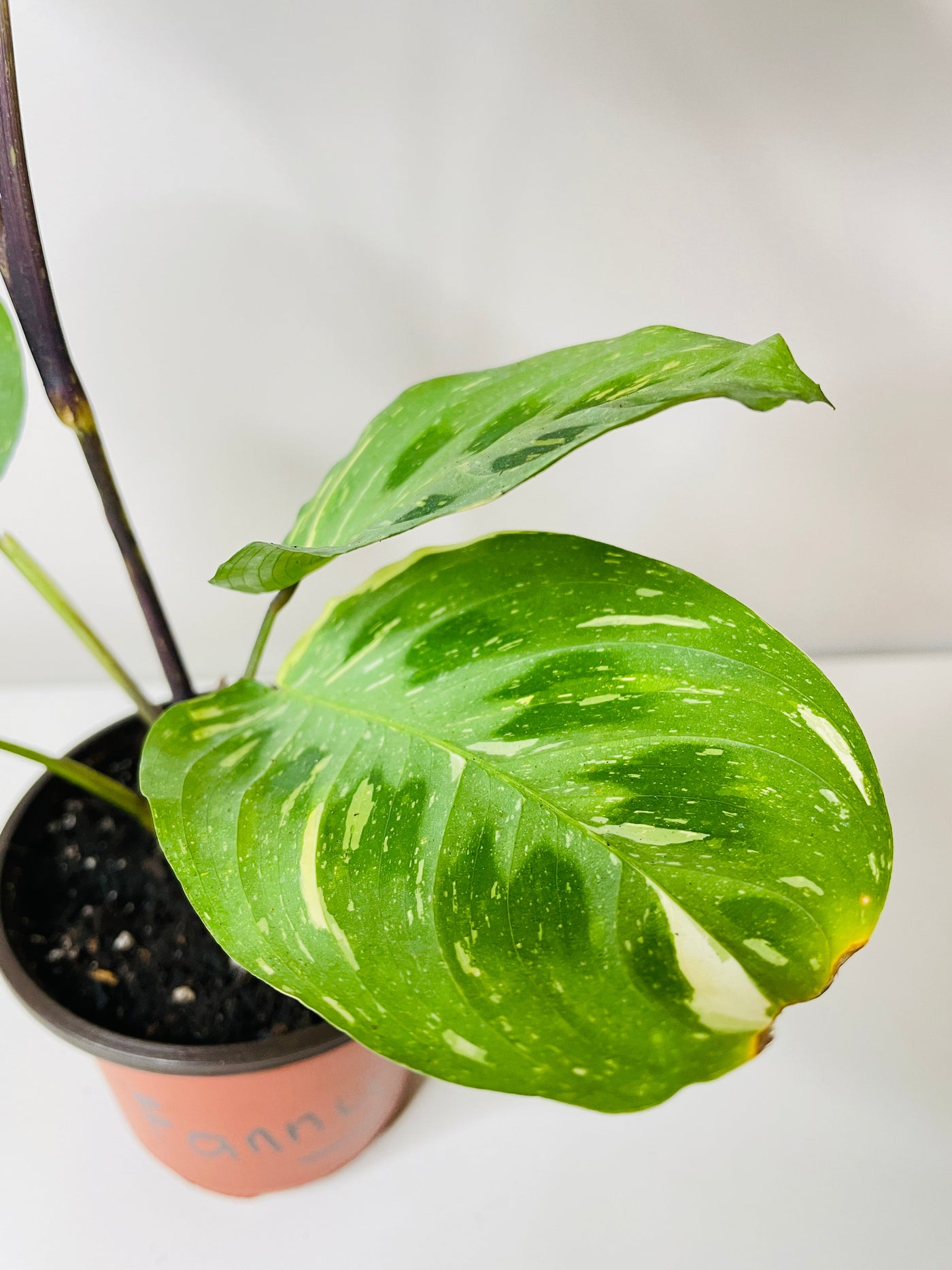 Variegated Maranta Leuconeura Kerchoveana by Bumble Plants