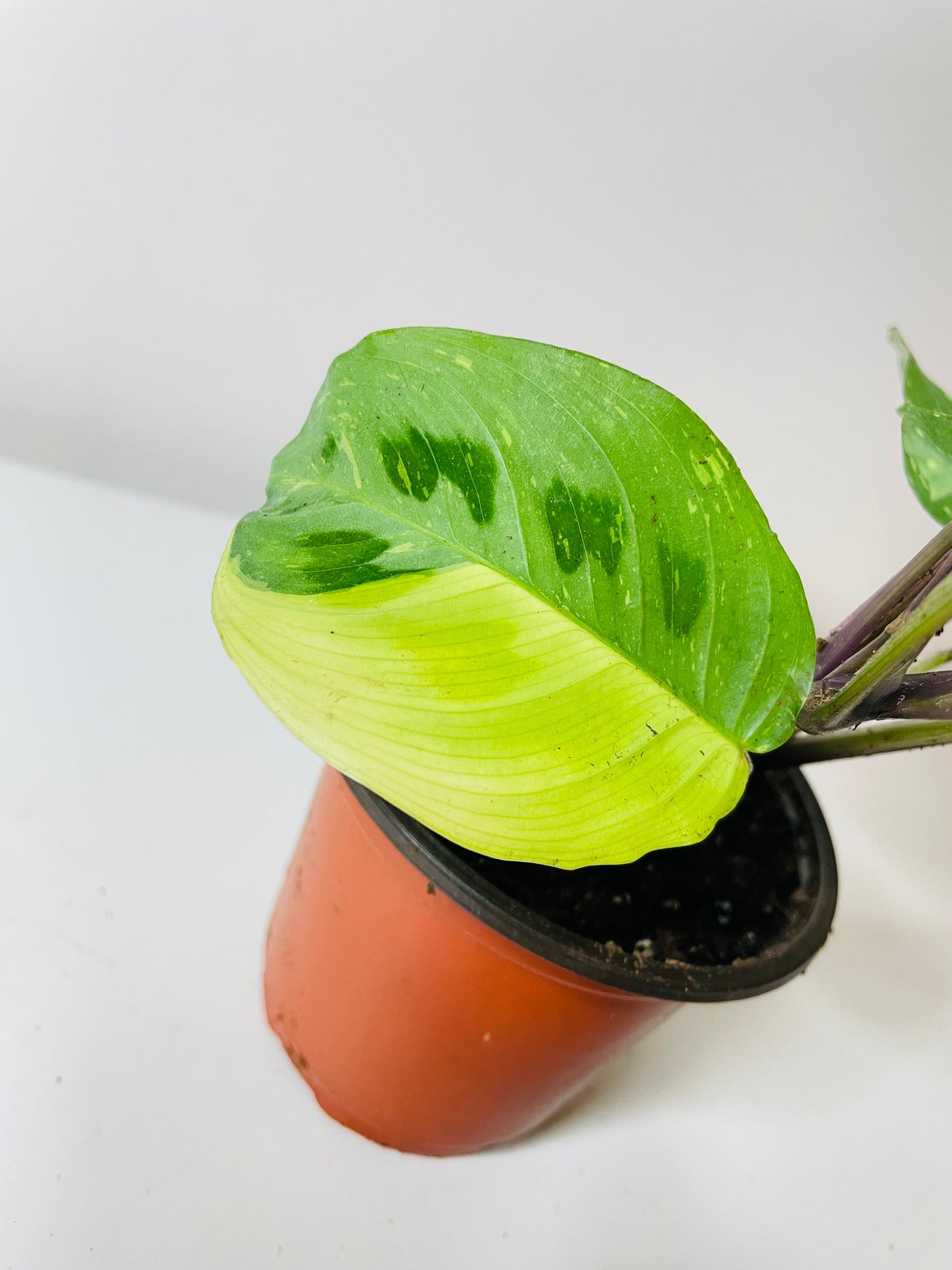 Variegated Maranta Leuconeura Kerchoveana by Bumble Plants