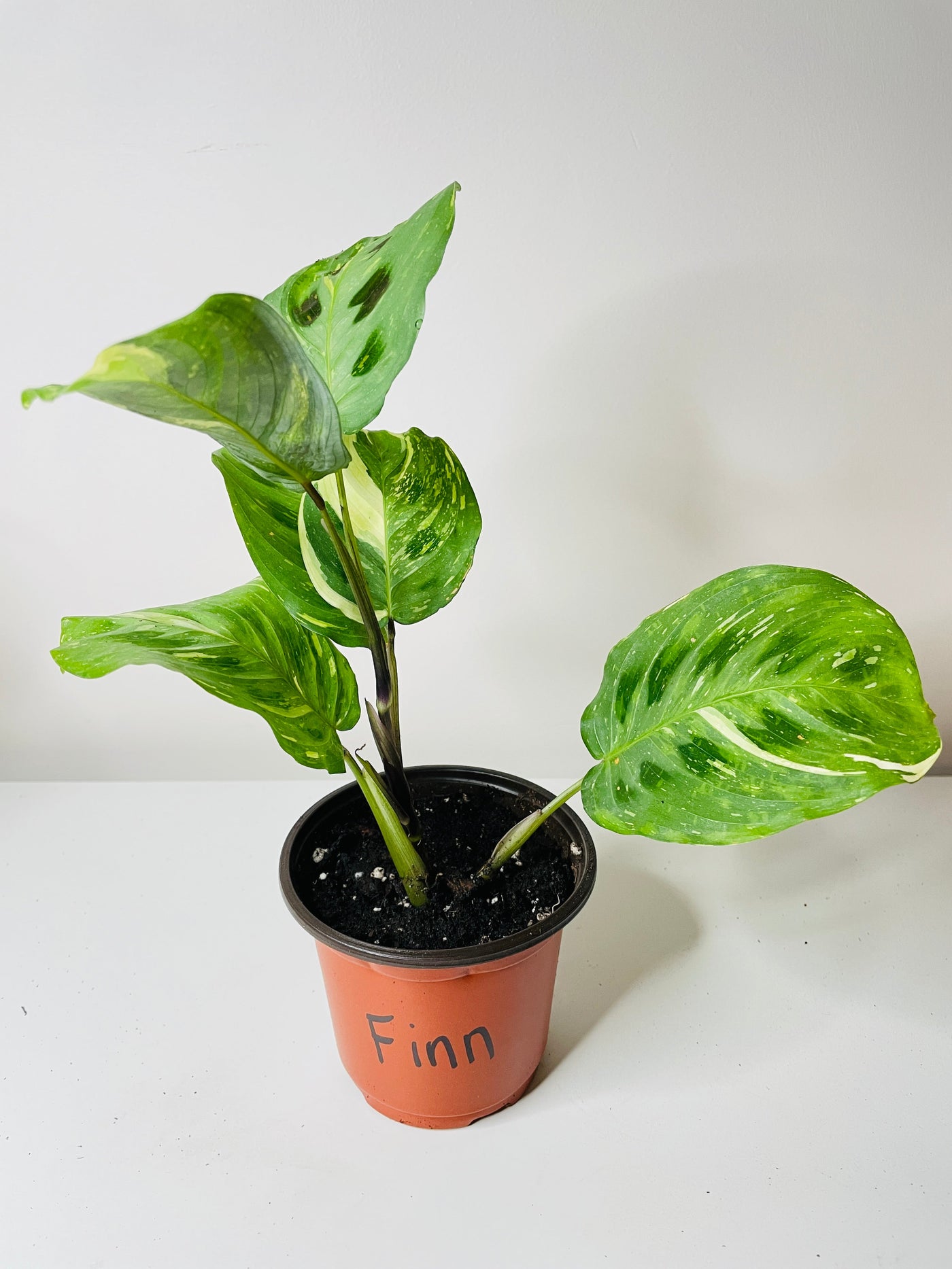 Variegated Maranta Leuconeura Kerchoveana by Bumble Plants