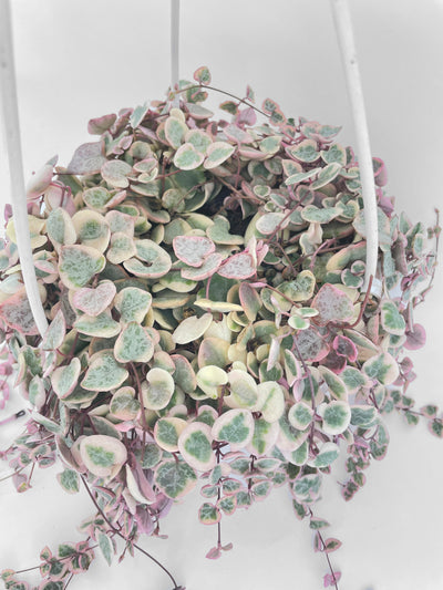 Variegated String of Hearts Succulent Hanging Pot by Bumble Plants