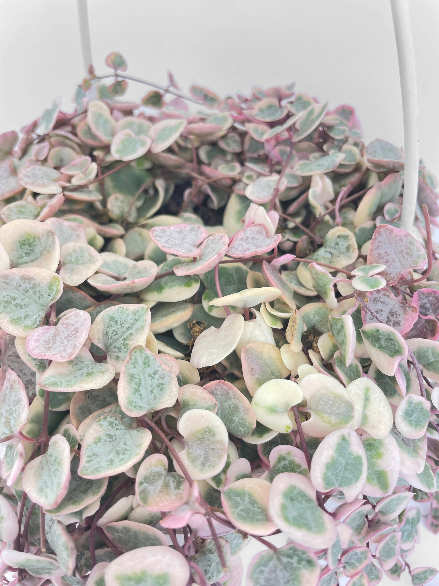 Variegated String of Hearts Succulent Hanging Pot by Bumble Plants