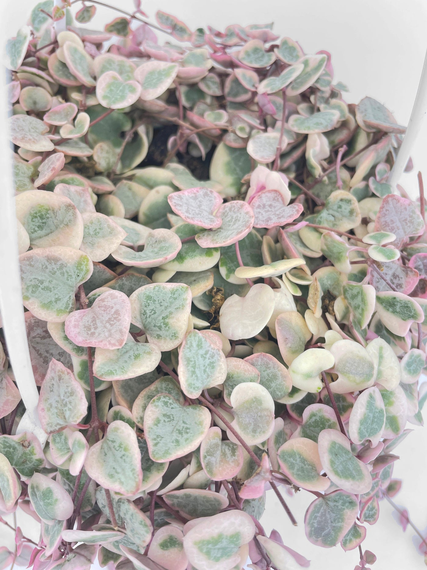 Variegated String of Hearts Succulent Hanging Pot by Bumble Plants