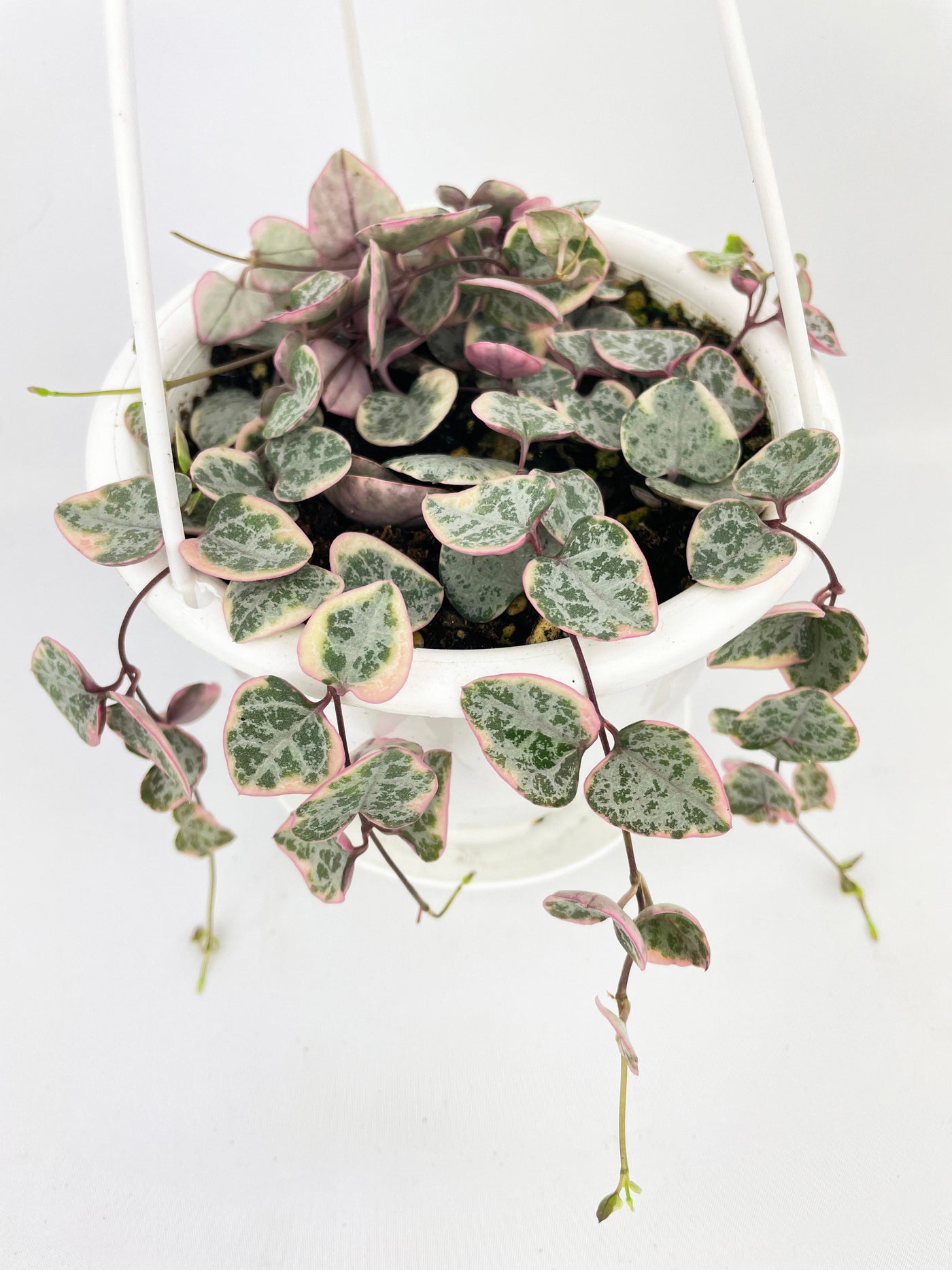 Variegated String of Hearts Succulent Hanging Pot by Bumble Plants