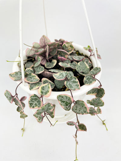 Variegated String of Hearts Succulent Hanging Pot by Bumble Plants