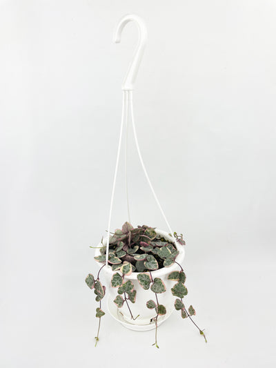 Variegated String of Hearts Succulent Hanging Pot by Bumble Plants