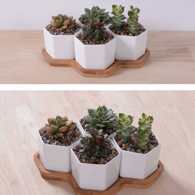 Beehive Planter by ClaudiaG Collection