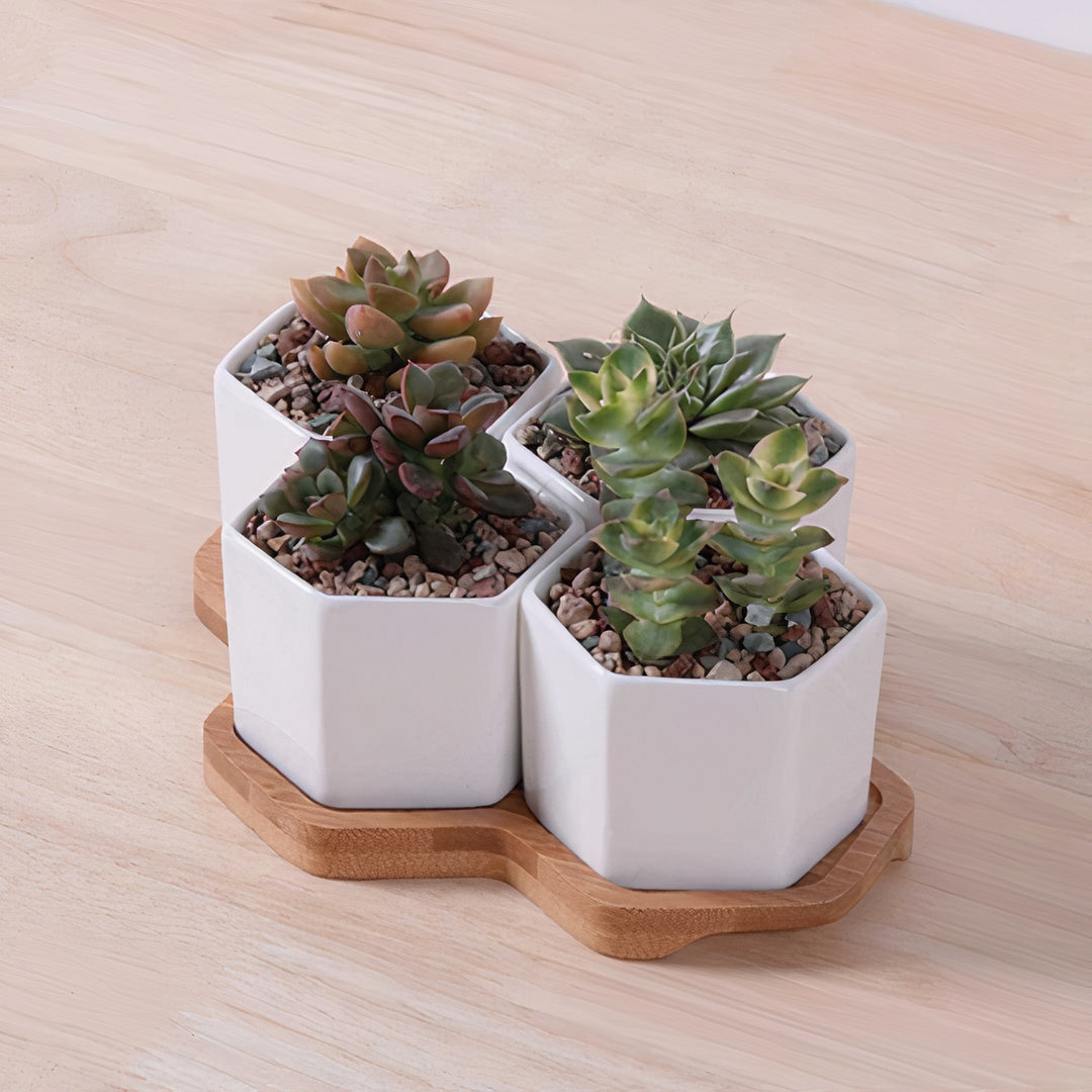 Beehive Planter by ClaudiaG Collection