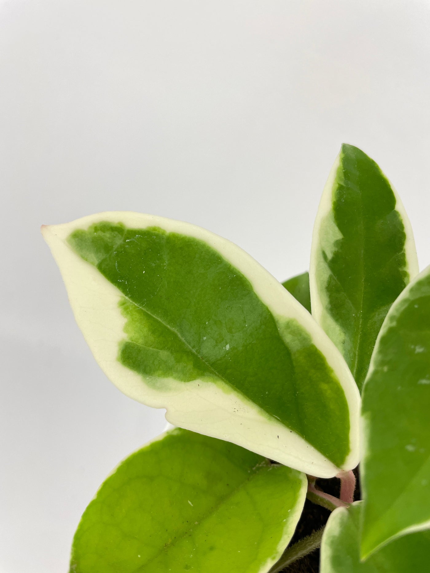 Variegated Hoya Carnosa Krimson Queen by Bumble Plants