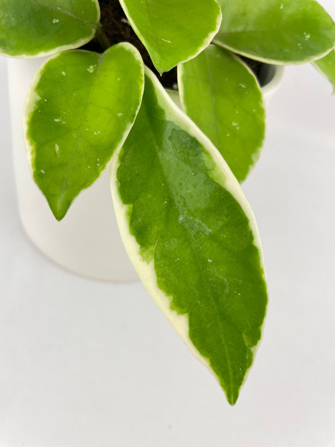 Variegated Hoya Carnosa Krimson Queen by Bumble Plants