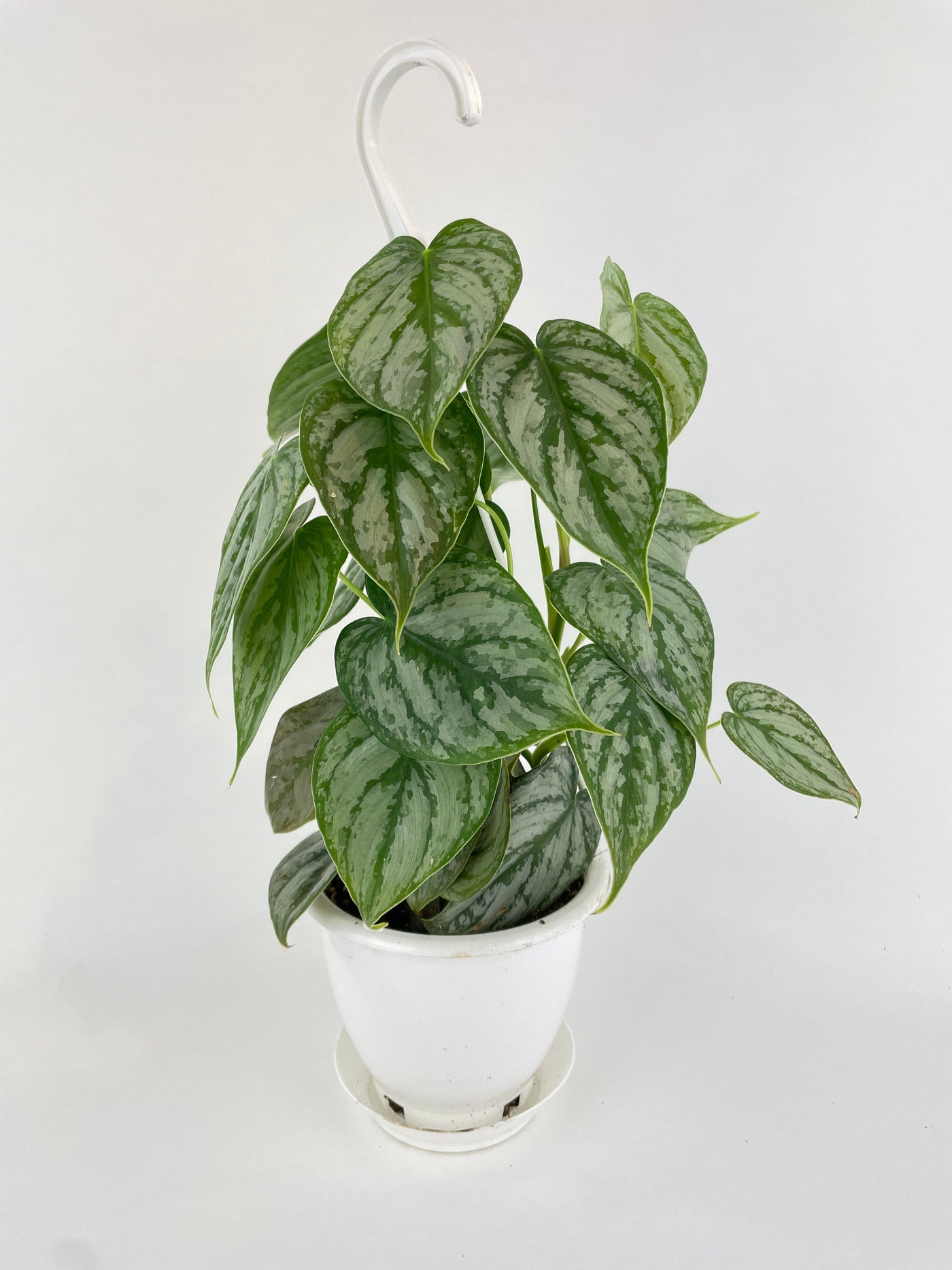 Philodendron Brandtianum Silver Leaf by Bumble Plants