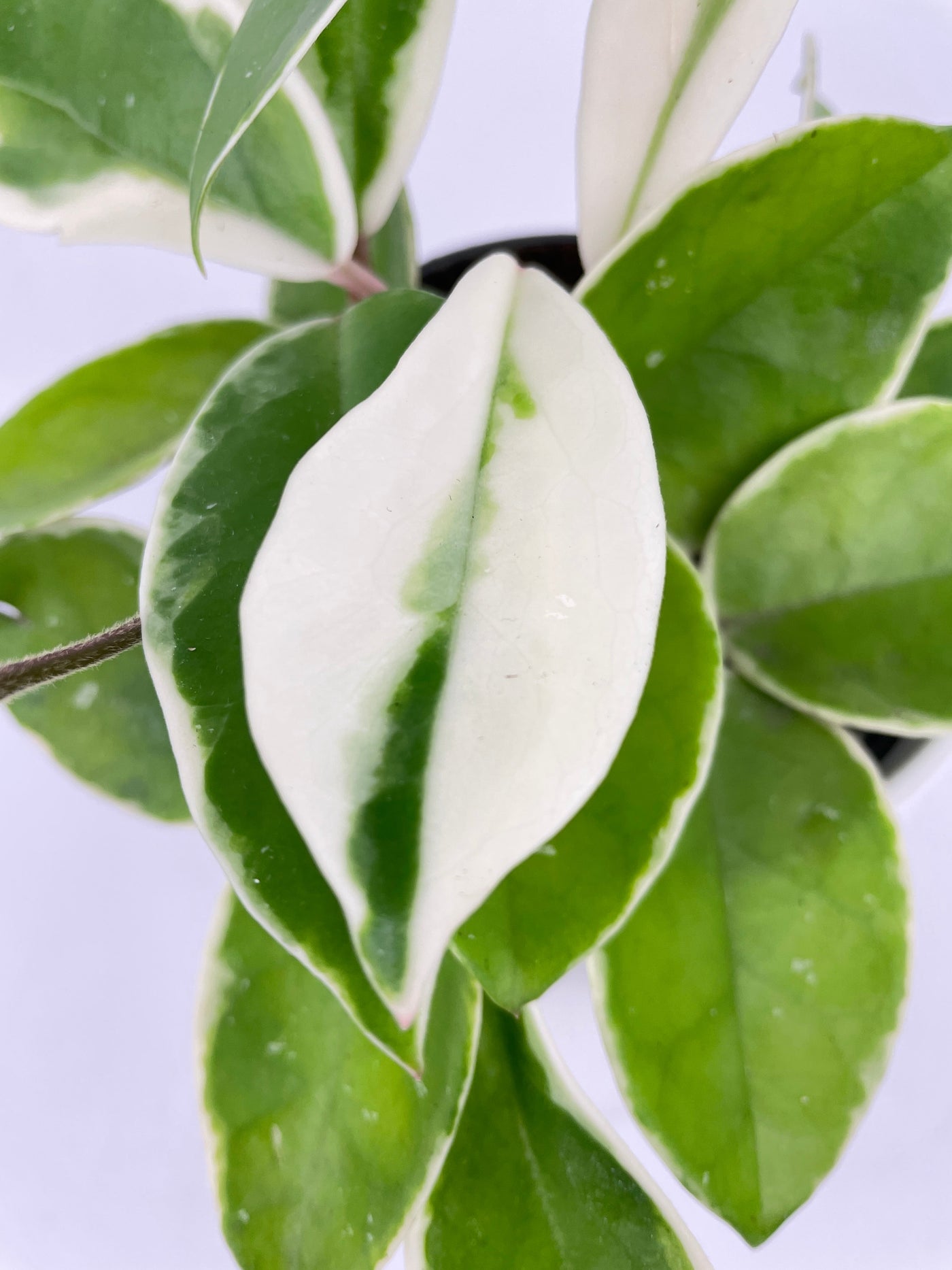 Variegated Hoya Carnosa Krimson Queen by Bumble Plants