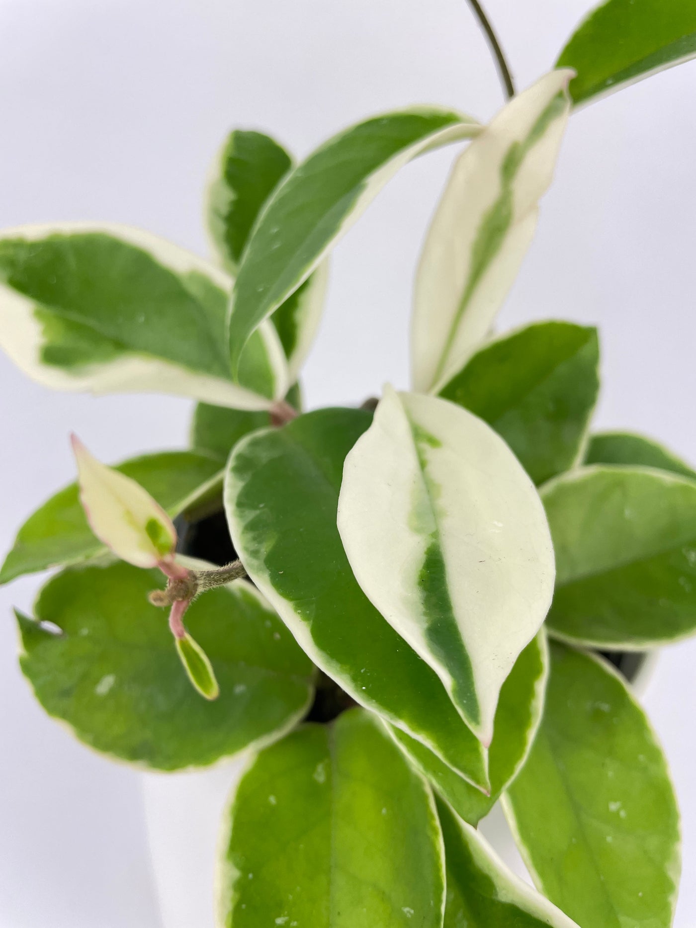 Variegated Hoya Carnosa Krimson Queen by Bumble Plants