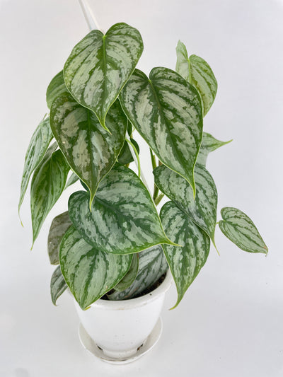 Philodendron Brandtianum Silver Leaf by Bumble Plants