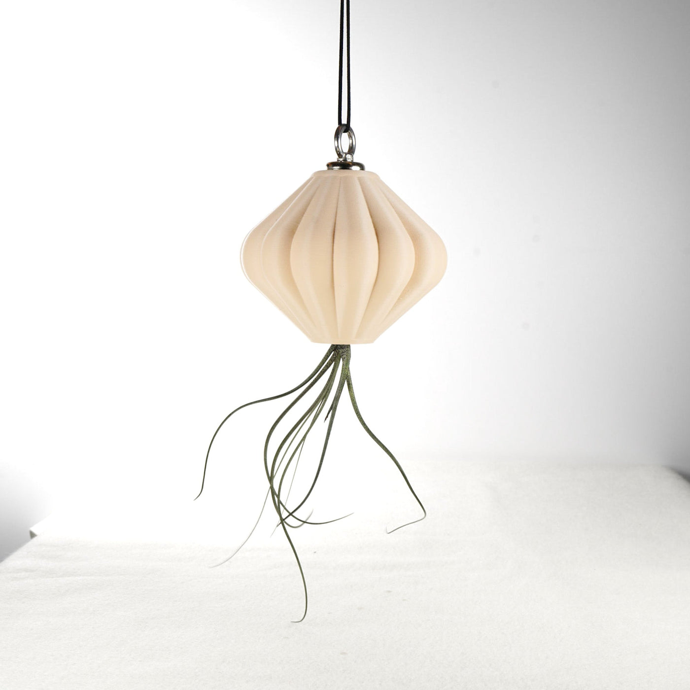 MAGNETIC Air Planter, JellyFish, Air Plant Included by Rosebud HomeGoods