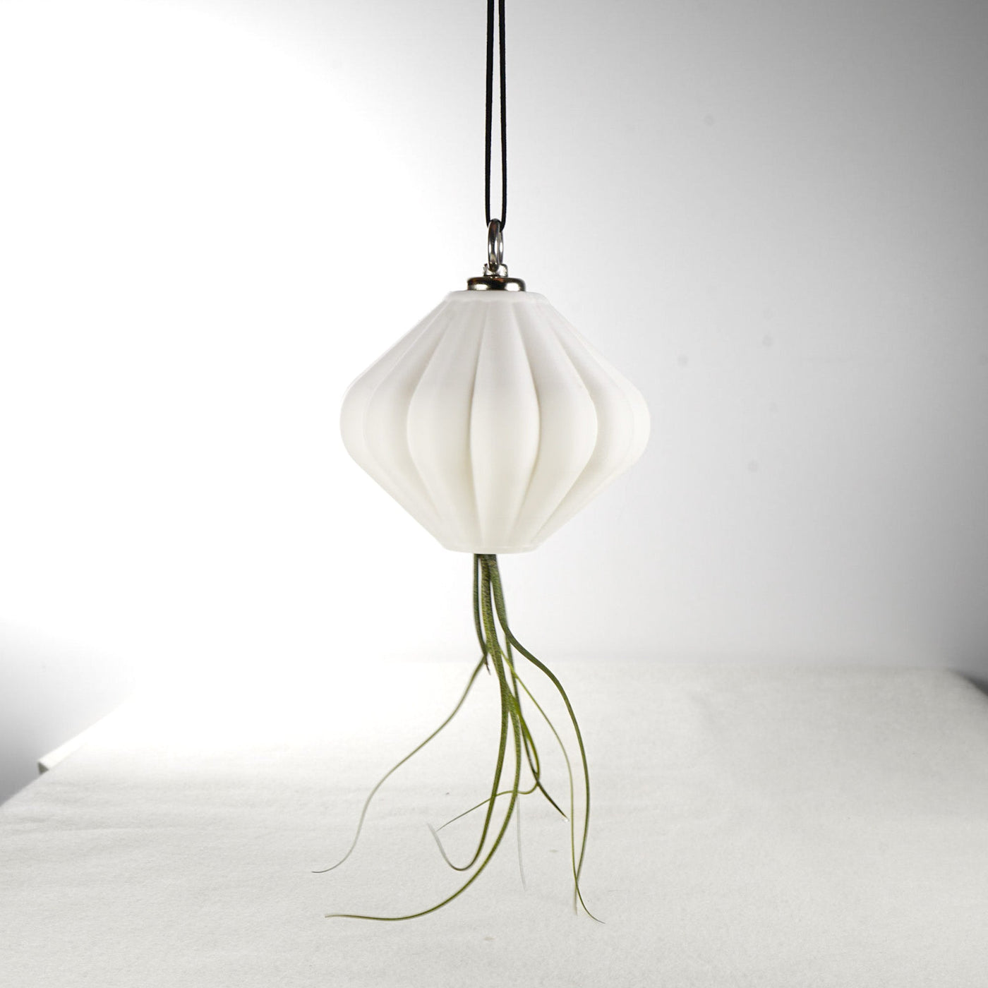 MAGNETIC Air Planter, JellyFish, Air Plant Included by Rosebud HomeGoods