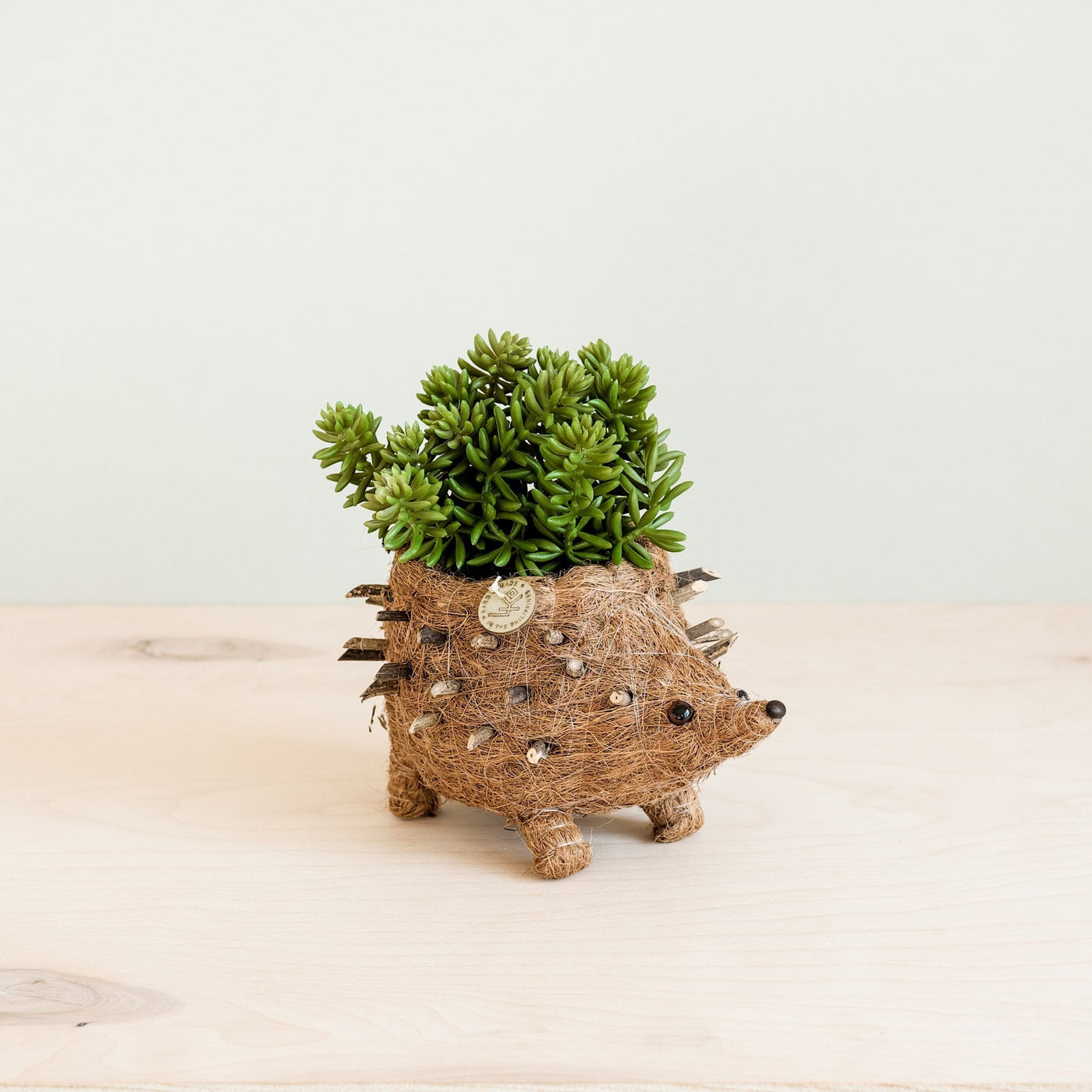 Baby Hedgehog Plant Pot - Handmade Planters | LIKHÂ by LIKHÂ